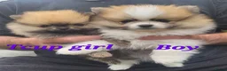 Pomeranian dogs for sale: Pedigree Pomeranian Puppies for sale - Advert 3