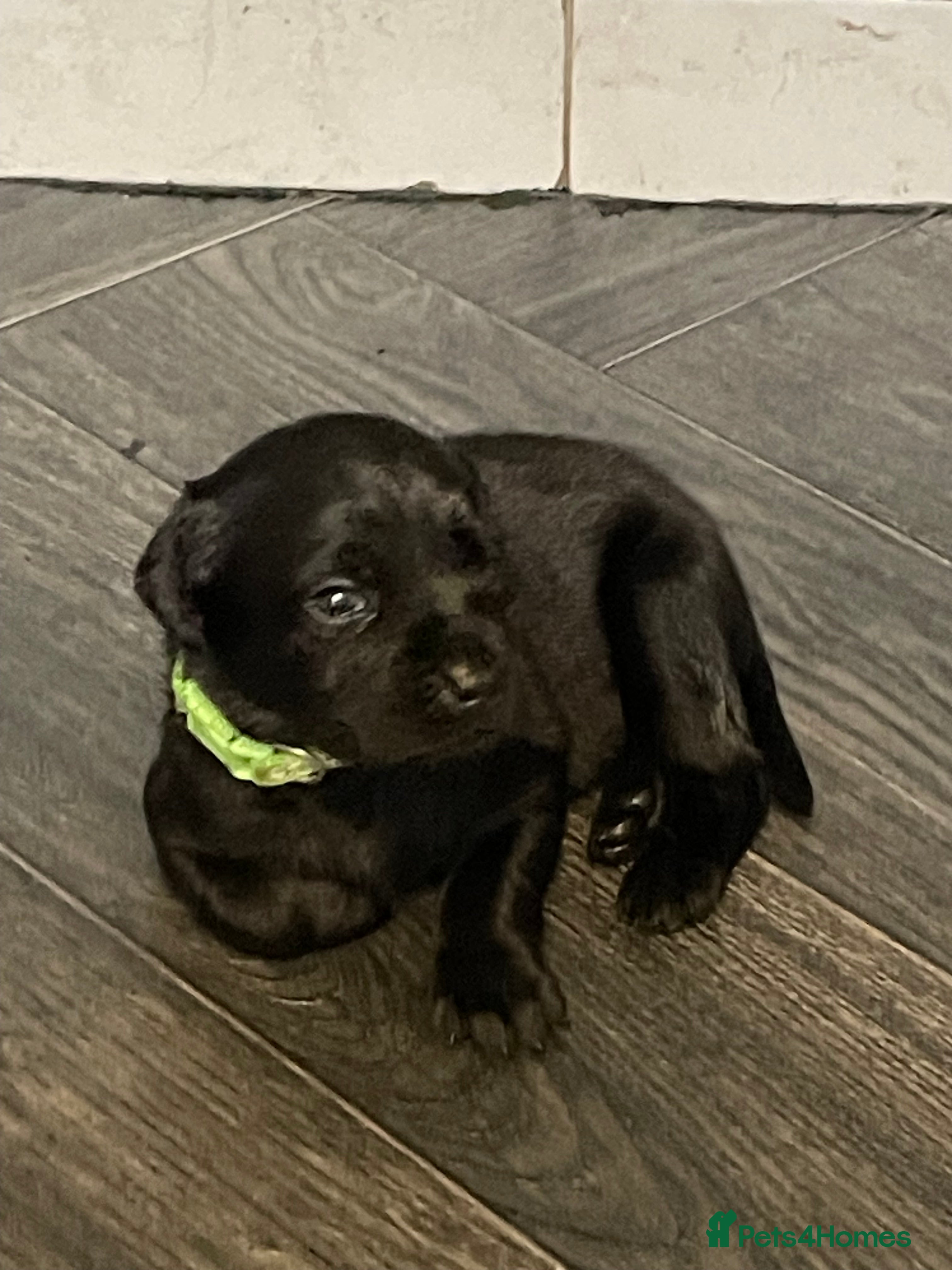 Labrador Retriever dogs Stunning litter of Labrador Puppies  - Advert 3