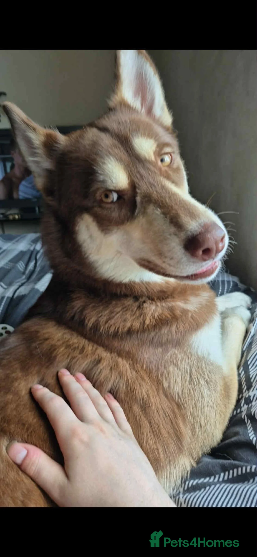 Siberian Husky dogs for sale: Meet Tyr the Husky 🐕💙 - Advert 6