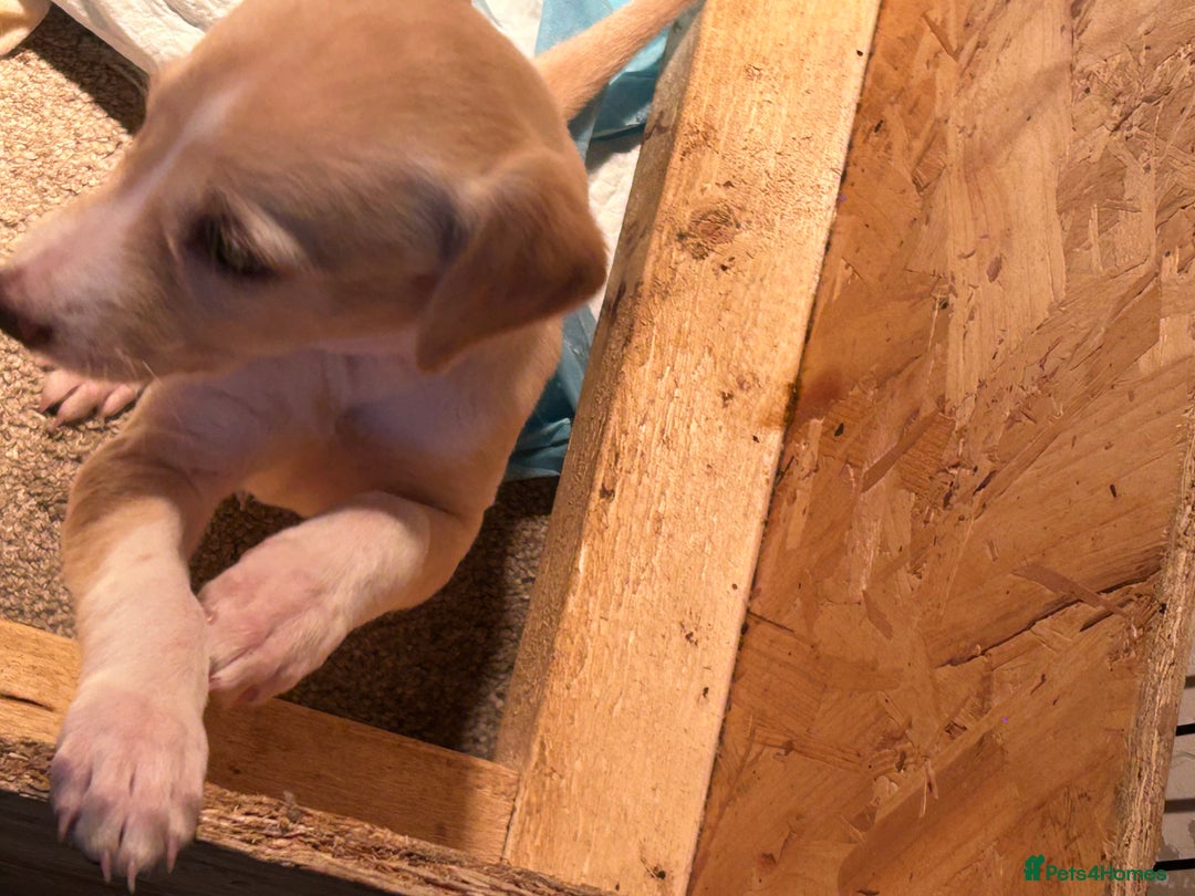 Mixed Breed dogs for sale: Saluki/bull grey hounds - Advert 7