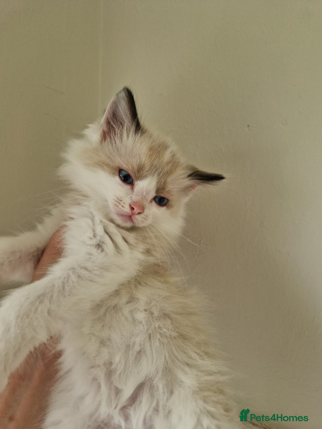 Ragdoll cats for sale: Stunning baby ragdolls - Image 7