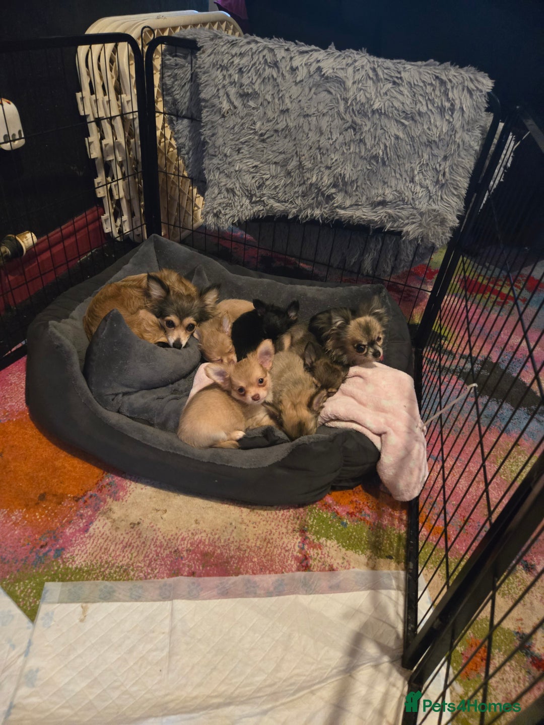 Chihuahua dogs for sale: Stunning long haired chihuahuas - Image 1