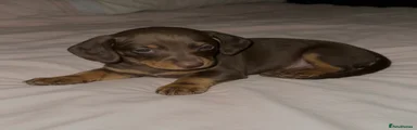 Miniature Dachshund 2