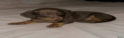 Miniature Dachshund dogs for sale: Beautiful miniature Dachshund puppys in Harlow - Advert 5