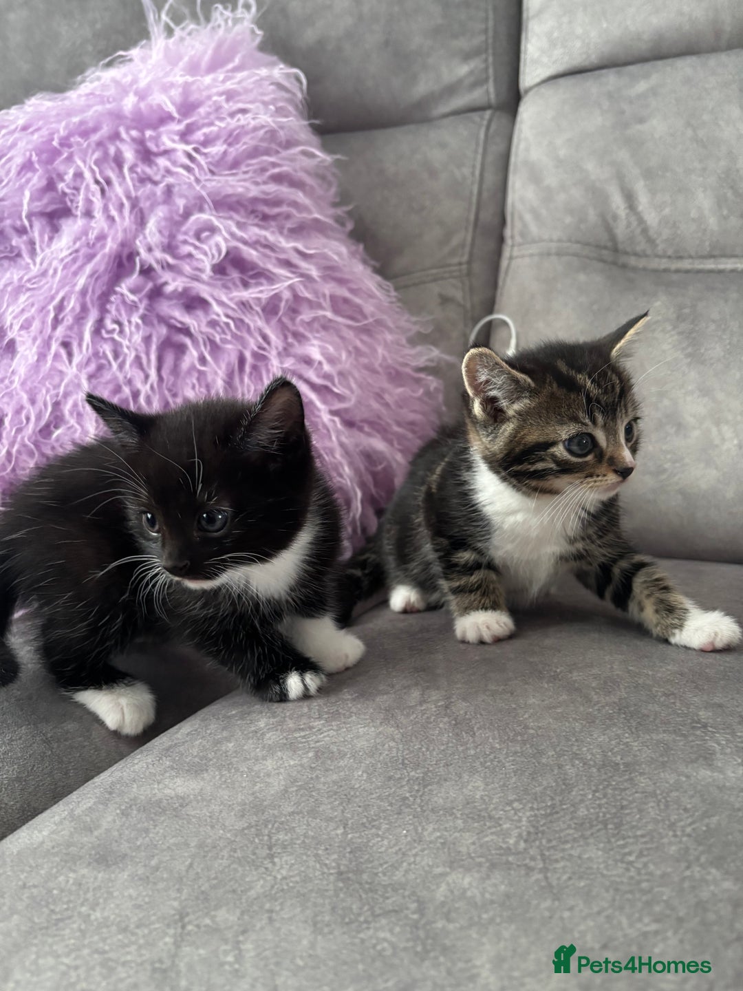 Mixed Breed cats for sale: 3 little kittens - Image 14