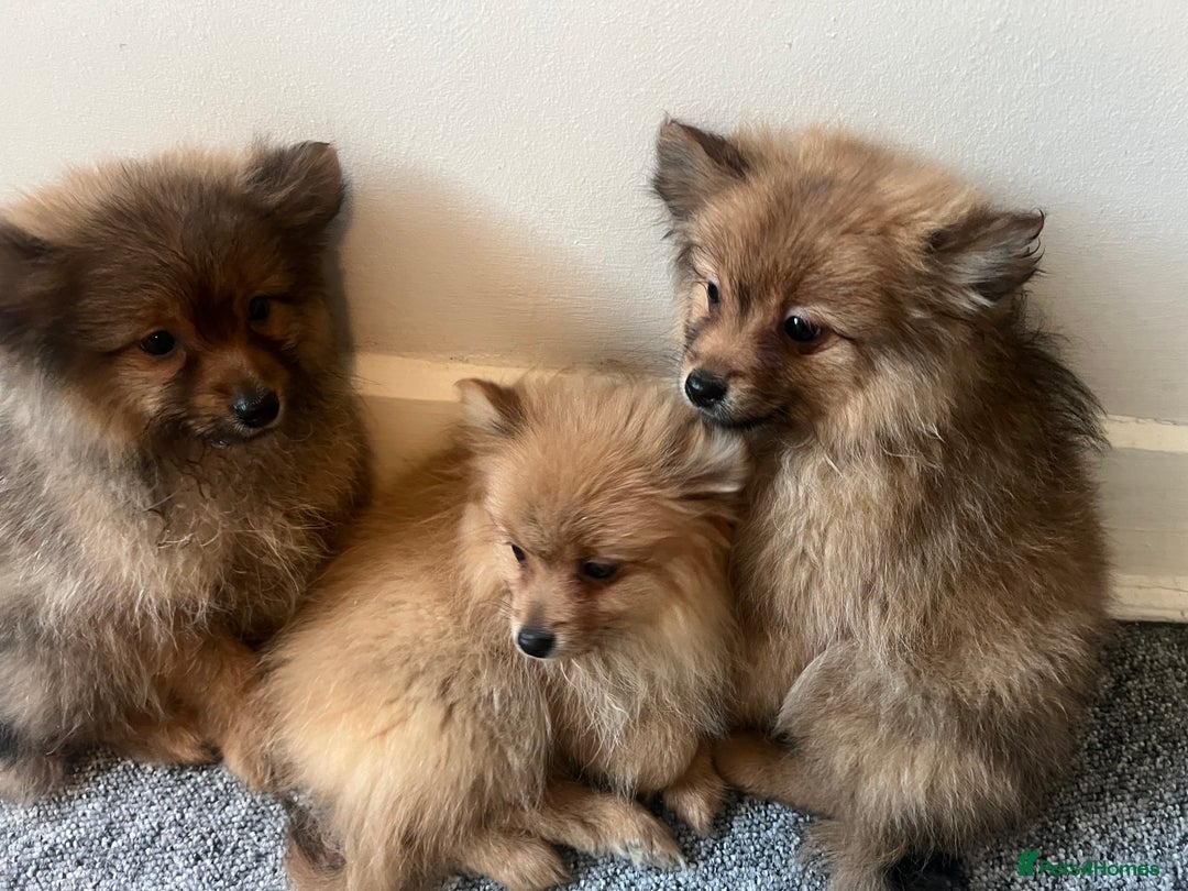 Mixed Breed dogs for sale: The cutest Pups: German & Japanese Pomeranian - Advert 15