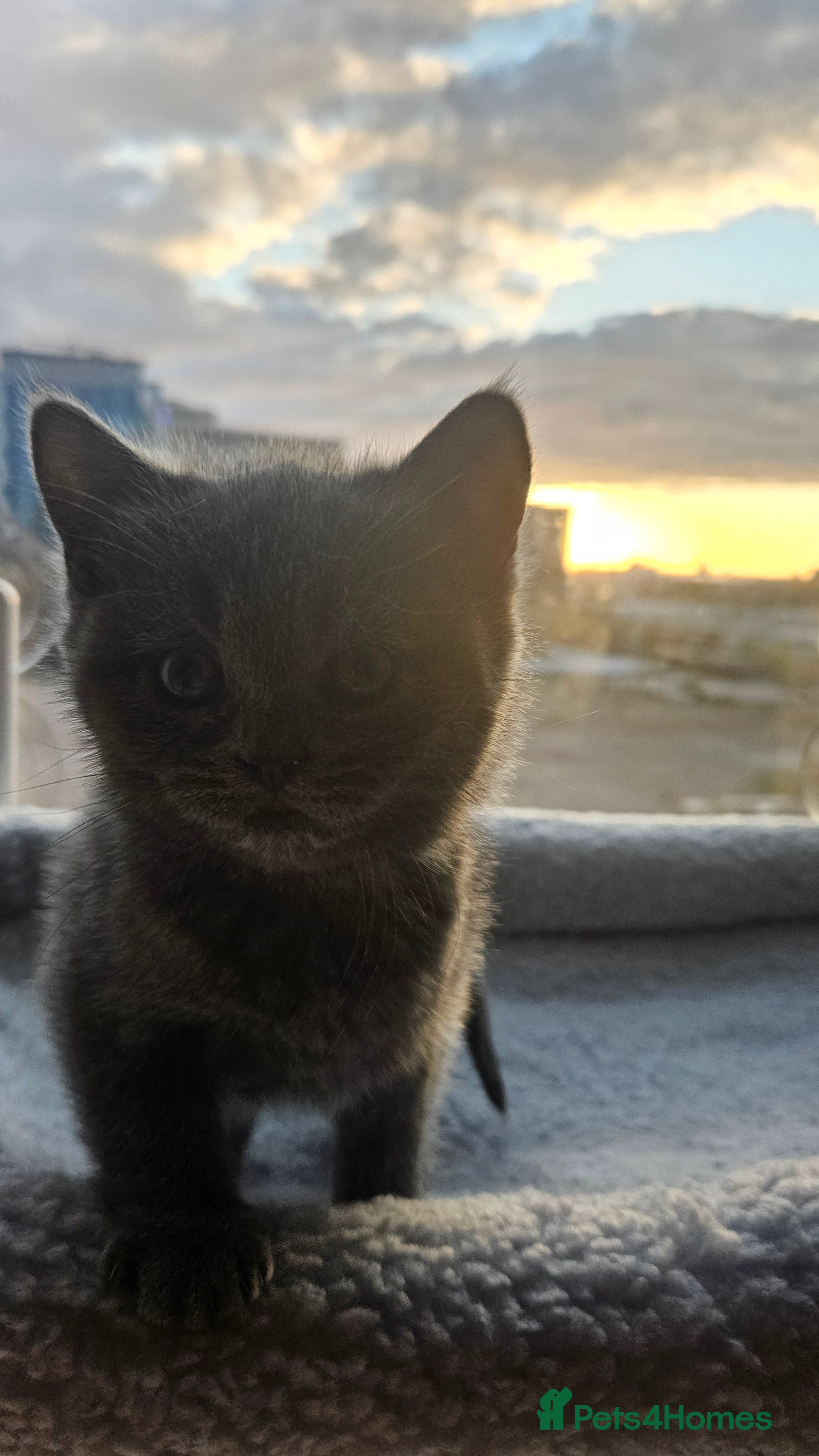 British Shorthair cats 🐱British Shorthair x Scottish Fold Kittens 👑✨️ - Advert 2