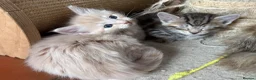 Ragdoll cats for sale: Lovely Kittens - Advert 4