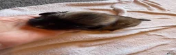 Pekingese dogs for sale: Kc Pekingnese sable Blk mask 3 little girls  - Advert 20
