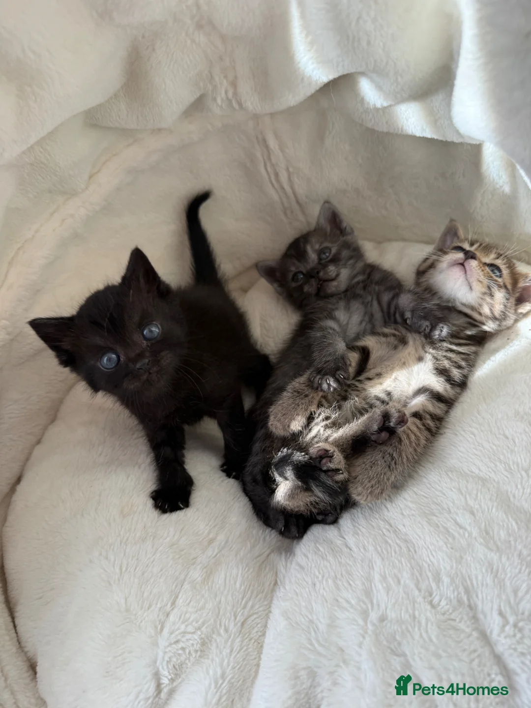British Shorthair cats for sale: 3 MALES - British Shorthair/Bengal Tabby Kittens - Advert 2