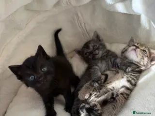 British Shorthair cats 1 MALE LEFT-British Shorthair/Bengal Tabby Kittens - Advert 10