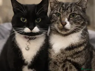 Mixed Breed cats 2 cats for adoption - Advert 1