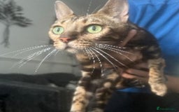 Mixed Breed cats for sale: Cacilo and Bengal kittens  - Image 7