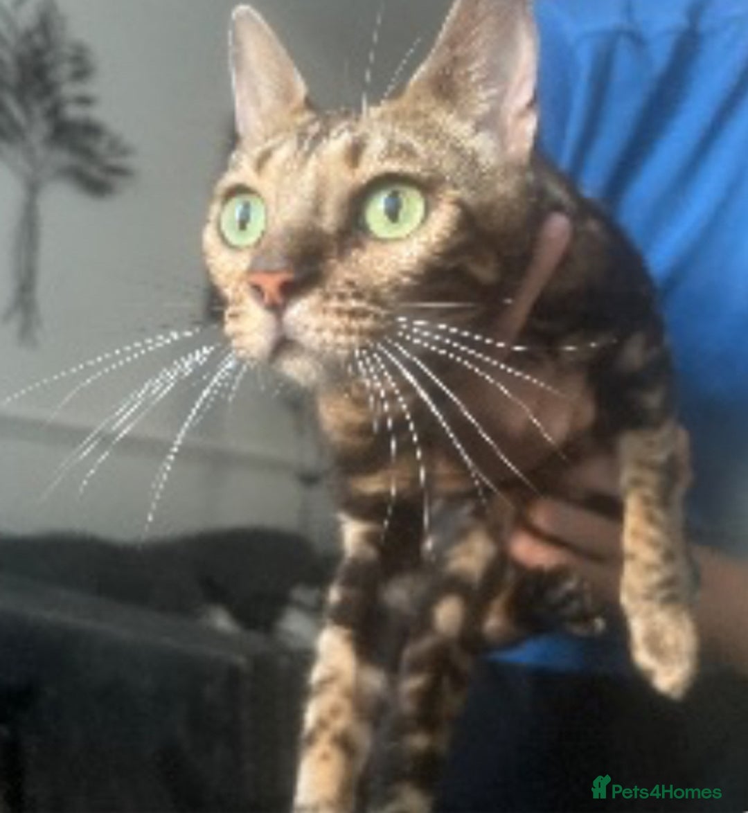Mixed Breed cats for sale: Cacilo and Bengal kittens  - Image 7
