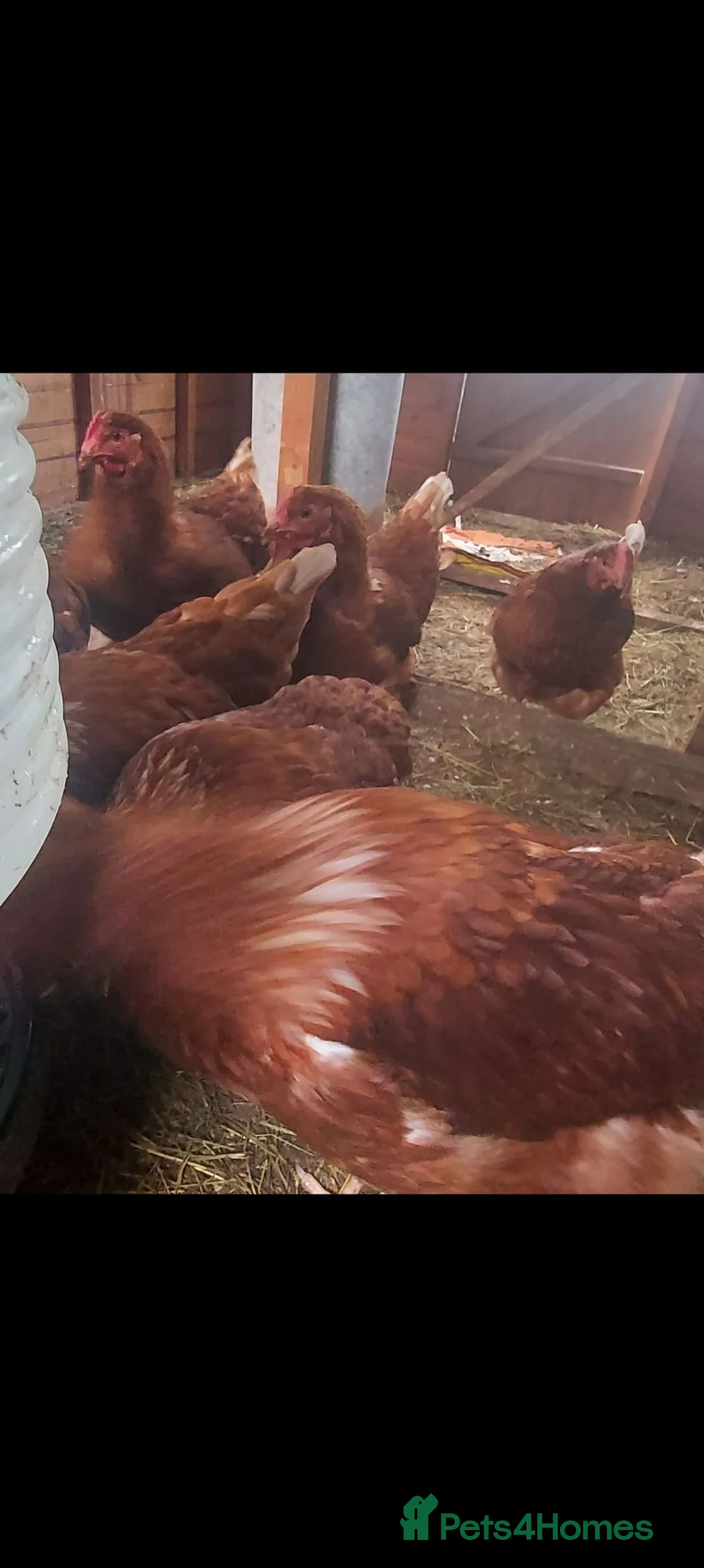 Chickens poultry for sale: POL Hybrid Chickens in Gloucester - Advert 2