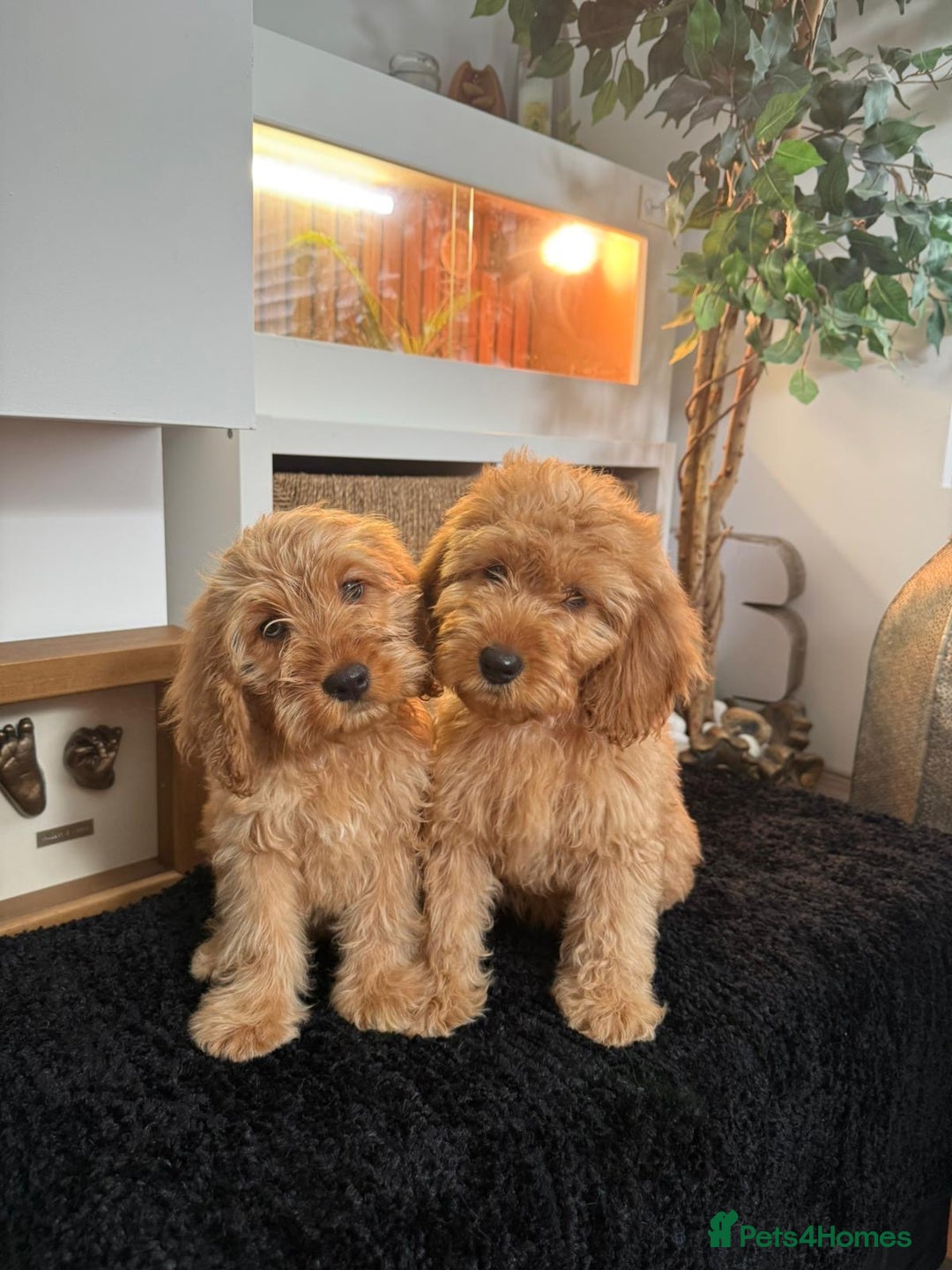 Cavapoo dogs for sale: Outstanding cavapoo pups - Image 2
