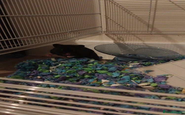 Hamster rodents - Advert 5