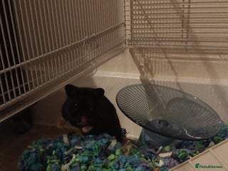 Hamster rodents - Advert 2