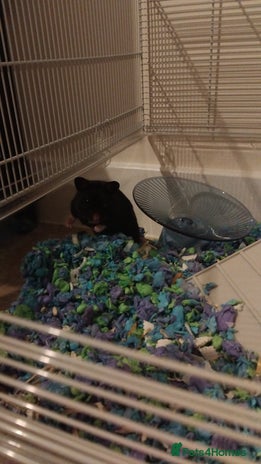 Hamster rodents - Advert 2
