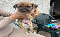 Lurcher dogs for sale: Bull X pups!  - Image 10