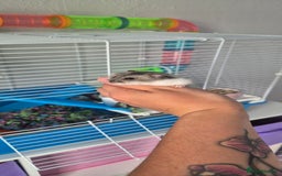Hamster rodents for sale: 2 x russian dwarf hamsters - Image 1