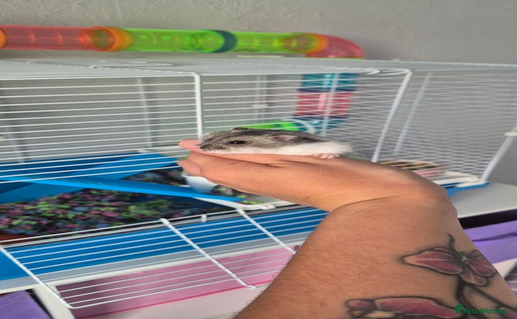 Hamster rodents - Advert 2