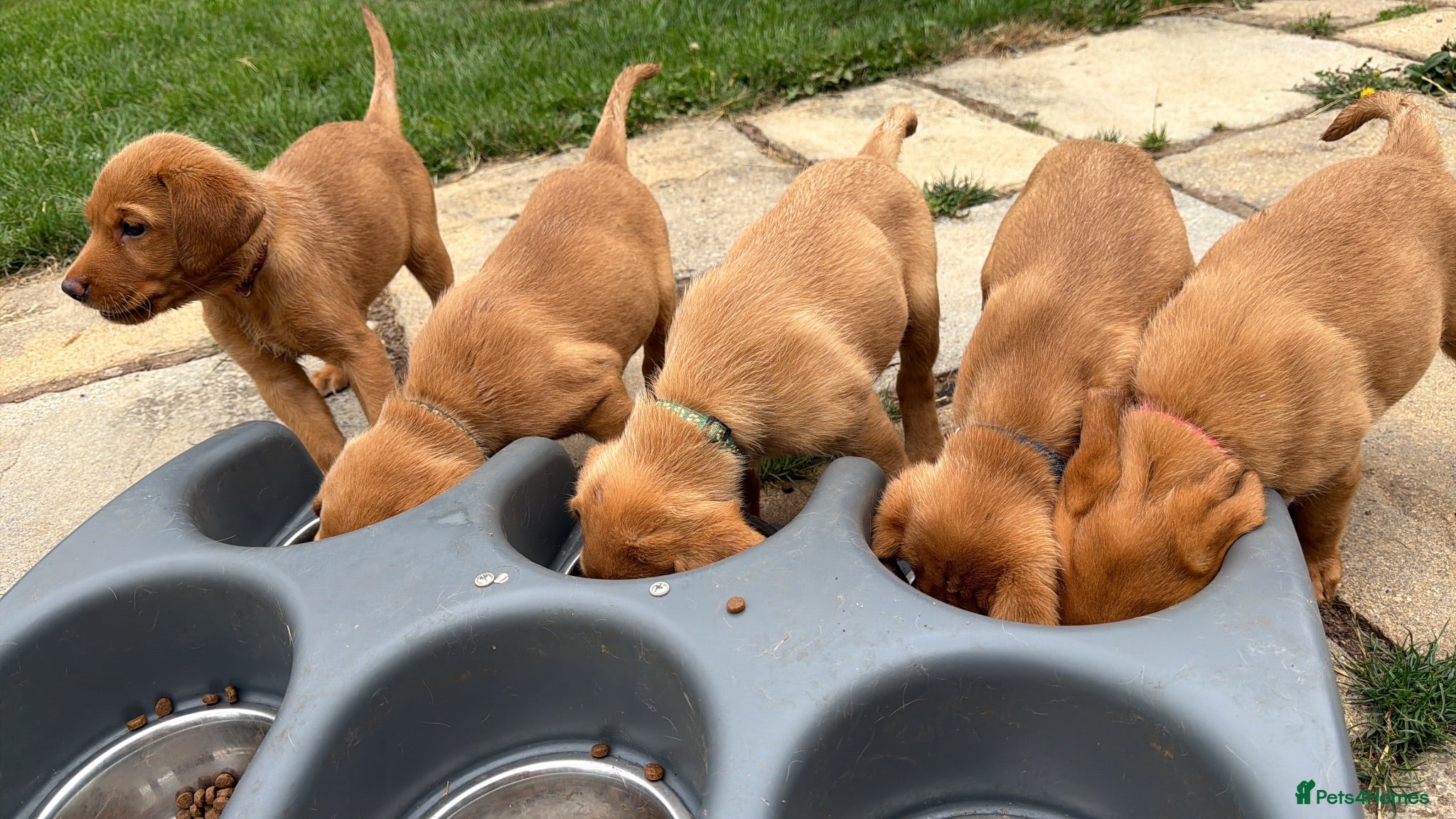 Labrador Retriever dogs Available 26th KCreg fox red Labrador puppies - Advert 2