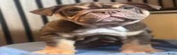 English Bulldog dogs for sale: English Bulldog Female  - Advert 12
