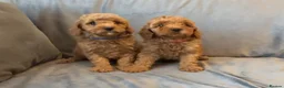 Cavapoo dogs for sale: Cavapoos Extensive DNA & Heart tested - Advert 26