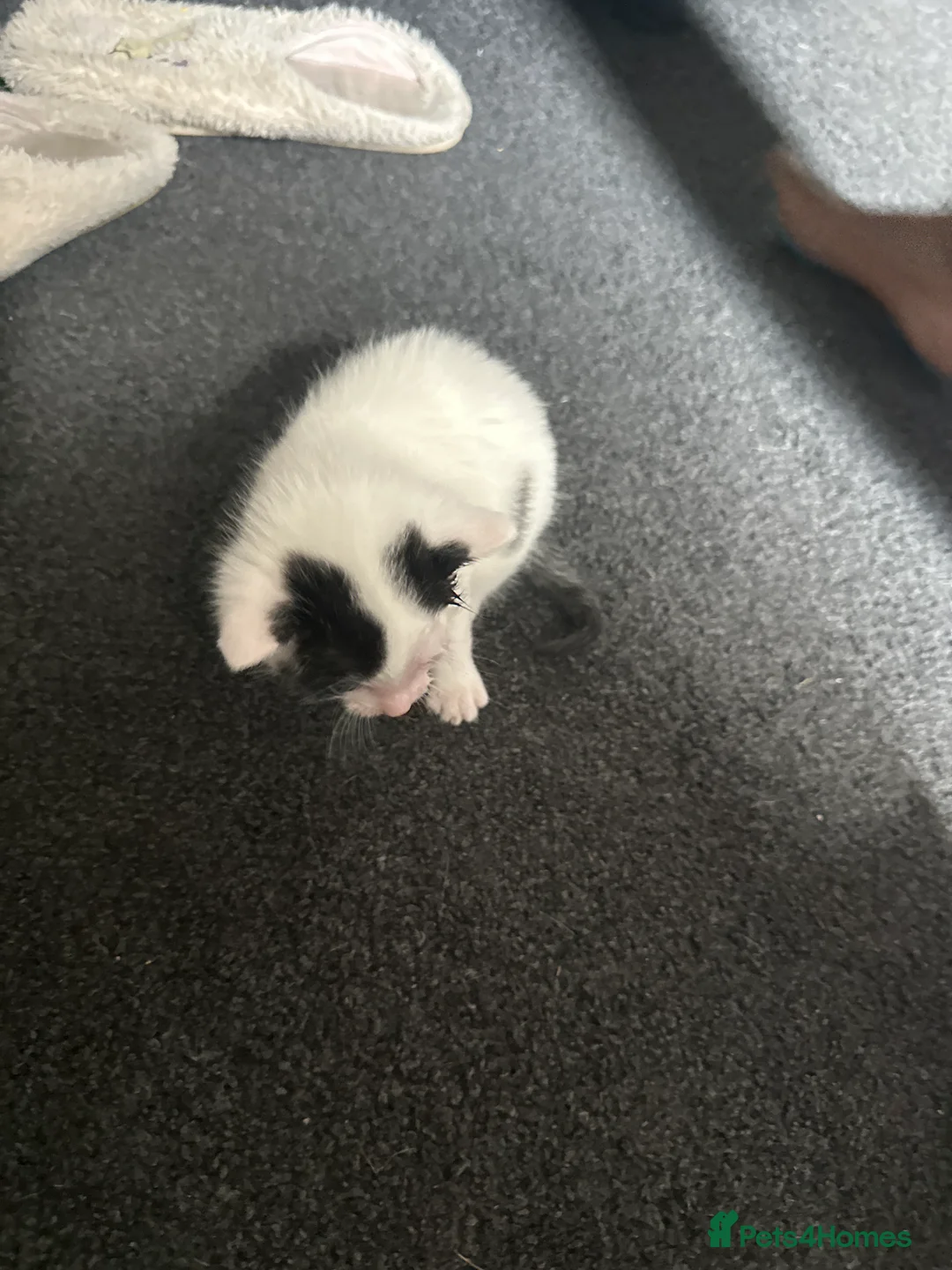 Mixed Breed cats for sale: Kitten - Advert 2