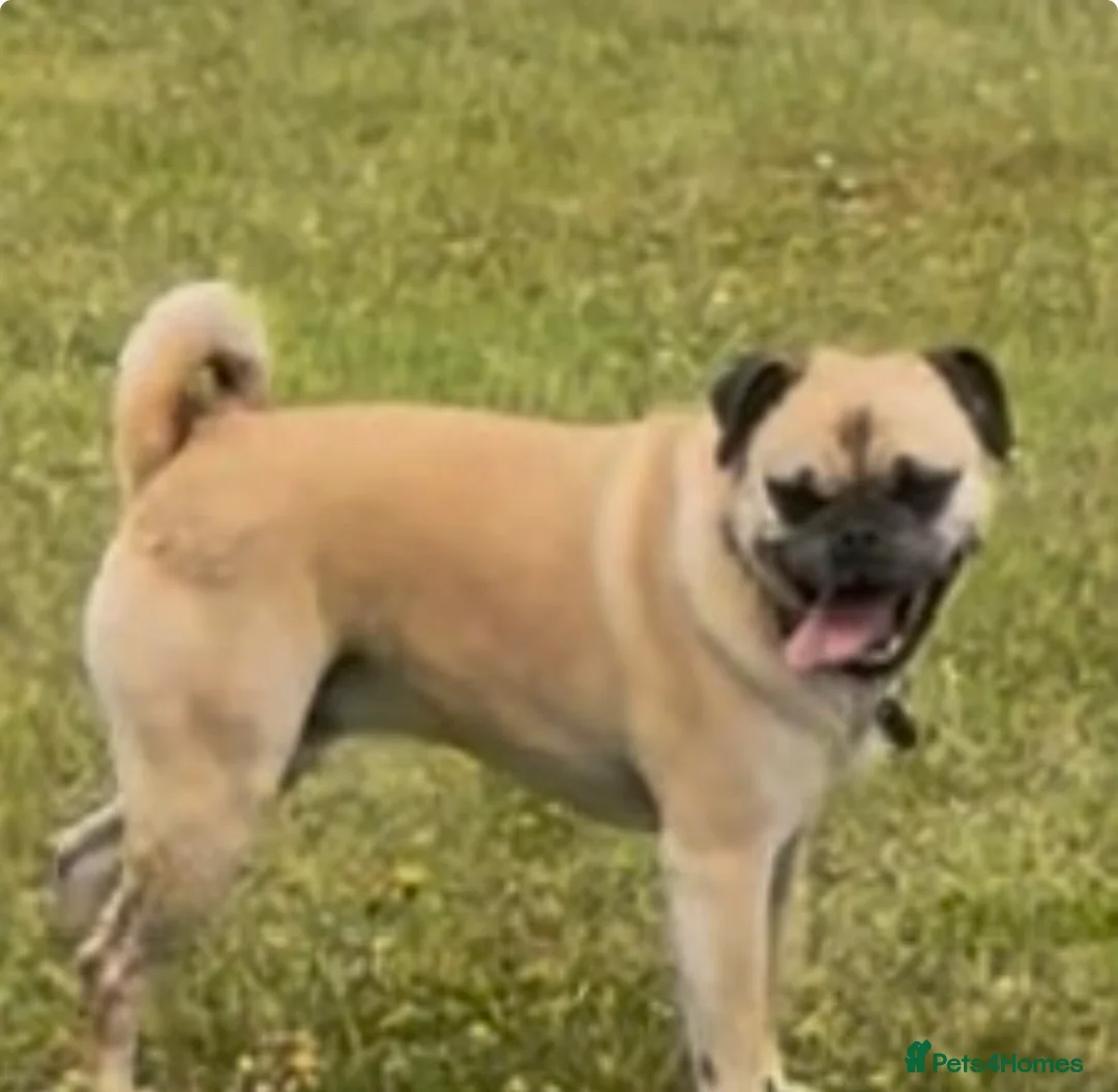 Jug dogs for sale: Lovely Male Jug needs urgent home - Advert 3