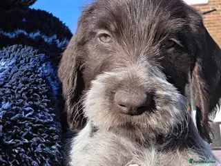German Wirehaired Pointer dogs Ready to Go!! German Wirehaired GWP Pups - Advert 13