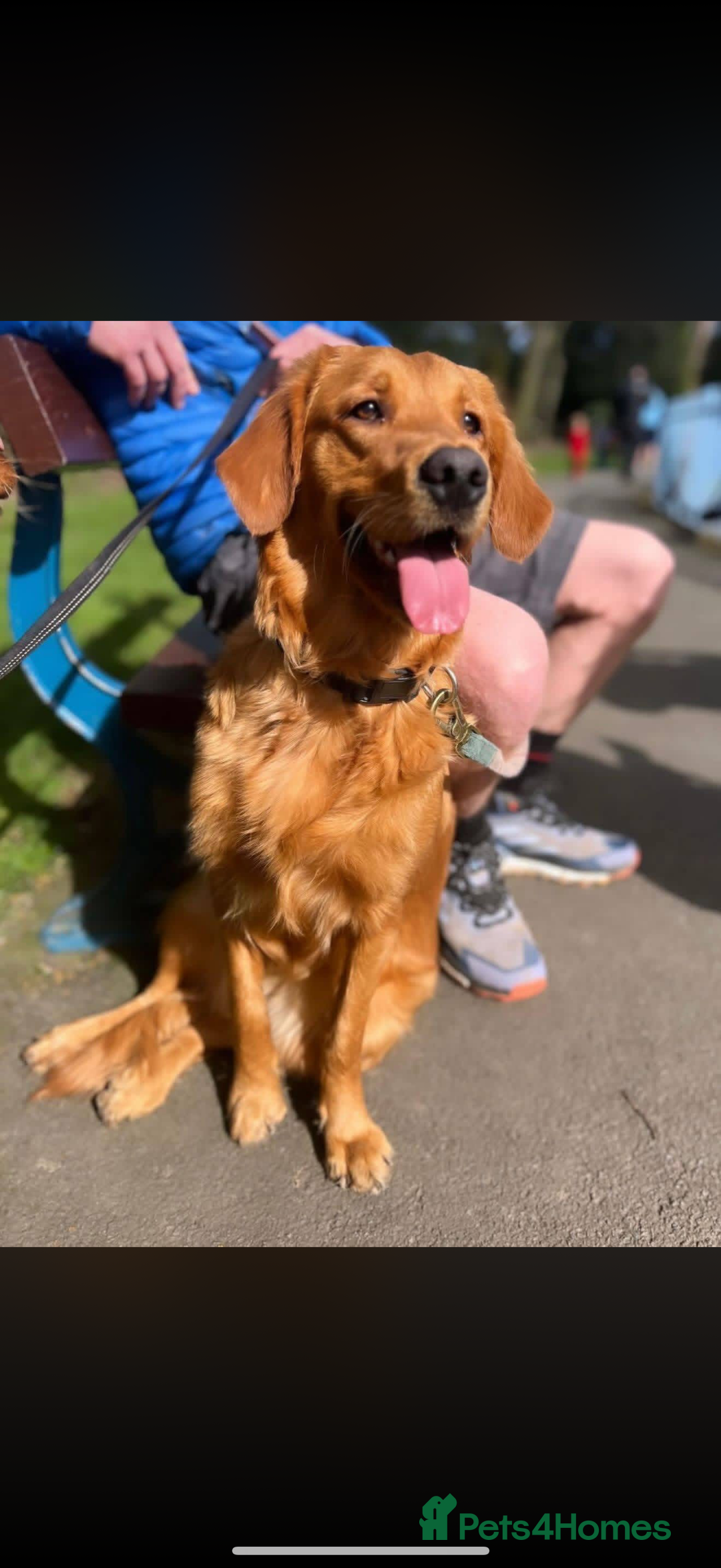 Golden Retriever dogs for sale: KC Registered Championship Line Golden Retrievers - Advert 2