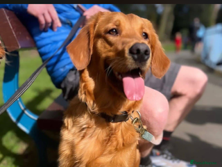 Golden Retriever dogs KC Registered Championship Line Golden Retrievers - Advert 9