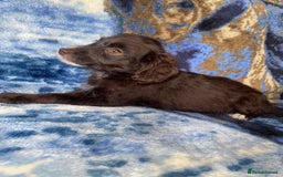 Labradoodle dogs for sale: miniature labradoodle puppies - Image 13