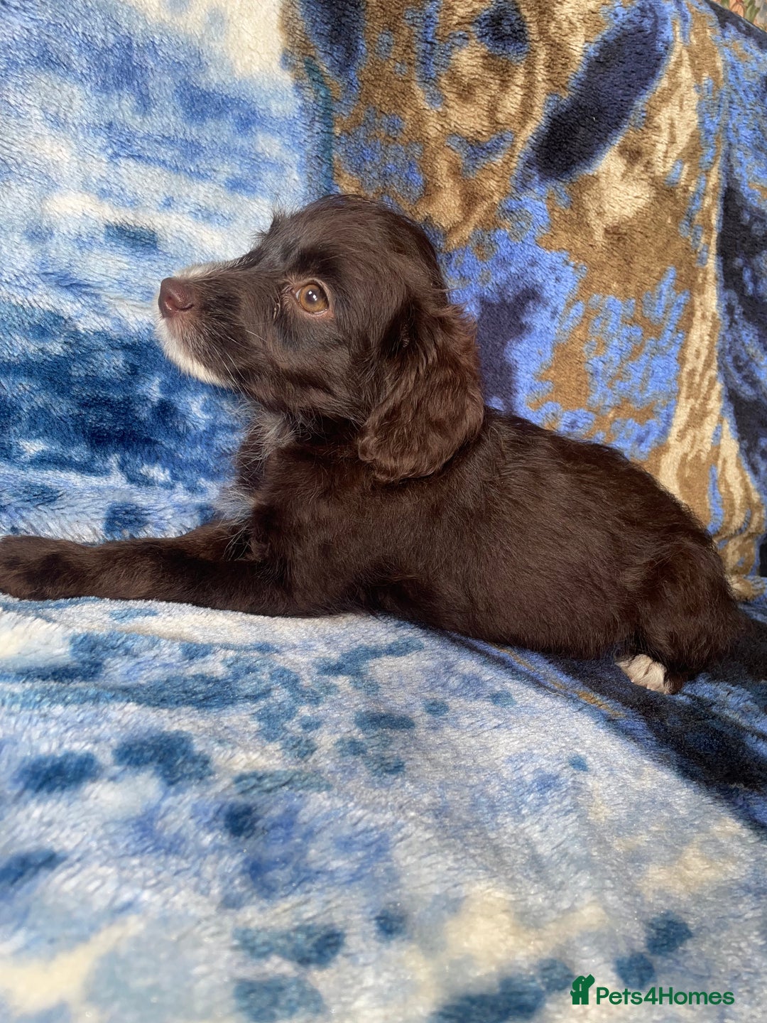 Labradoodle dogs for sale: miniature labradoodle puppies - Image 13