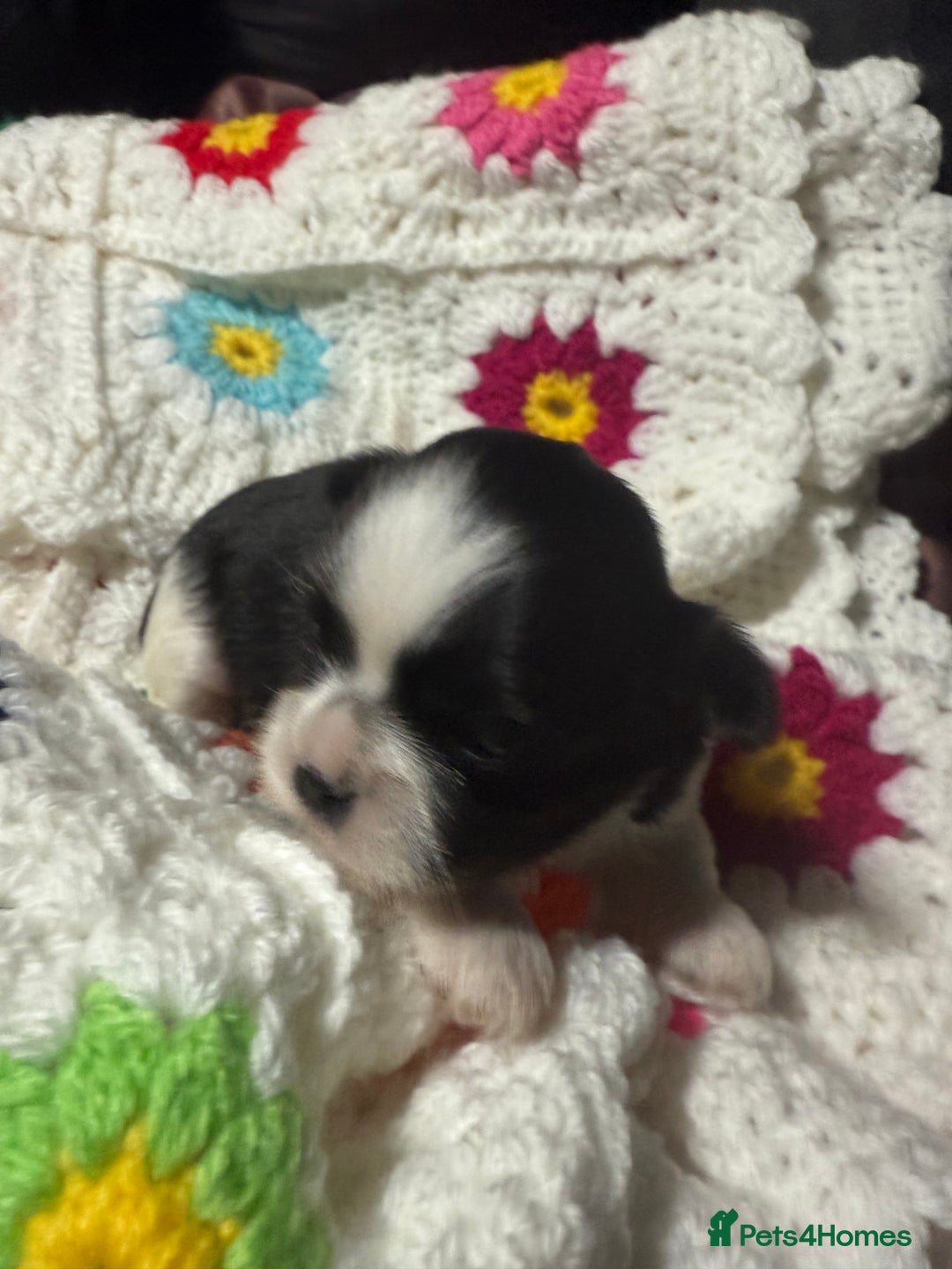 Shih Tzu dogs for sale: Super cute Shih tzu pups - Advert 24