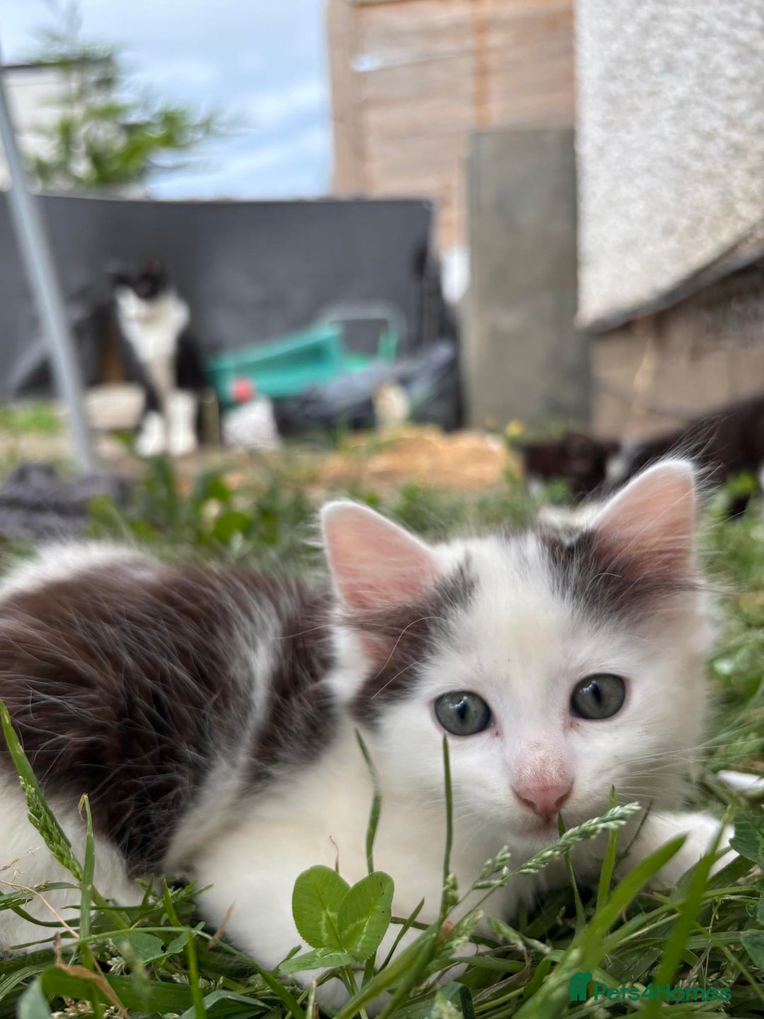 Domestic Shorthair cats for sale: 3 male kittens for sale - Image 2