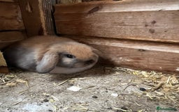Mini Lop rabbits for sale: Baby mini lops  - Image 2