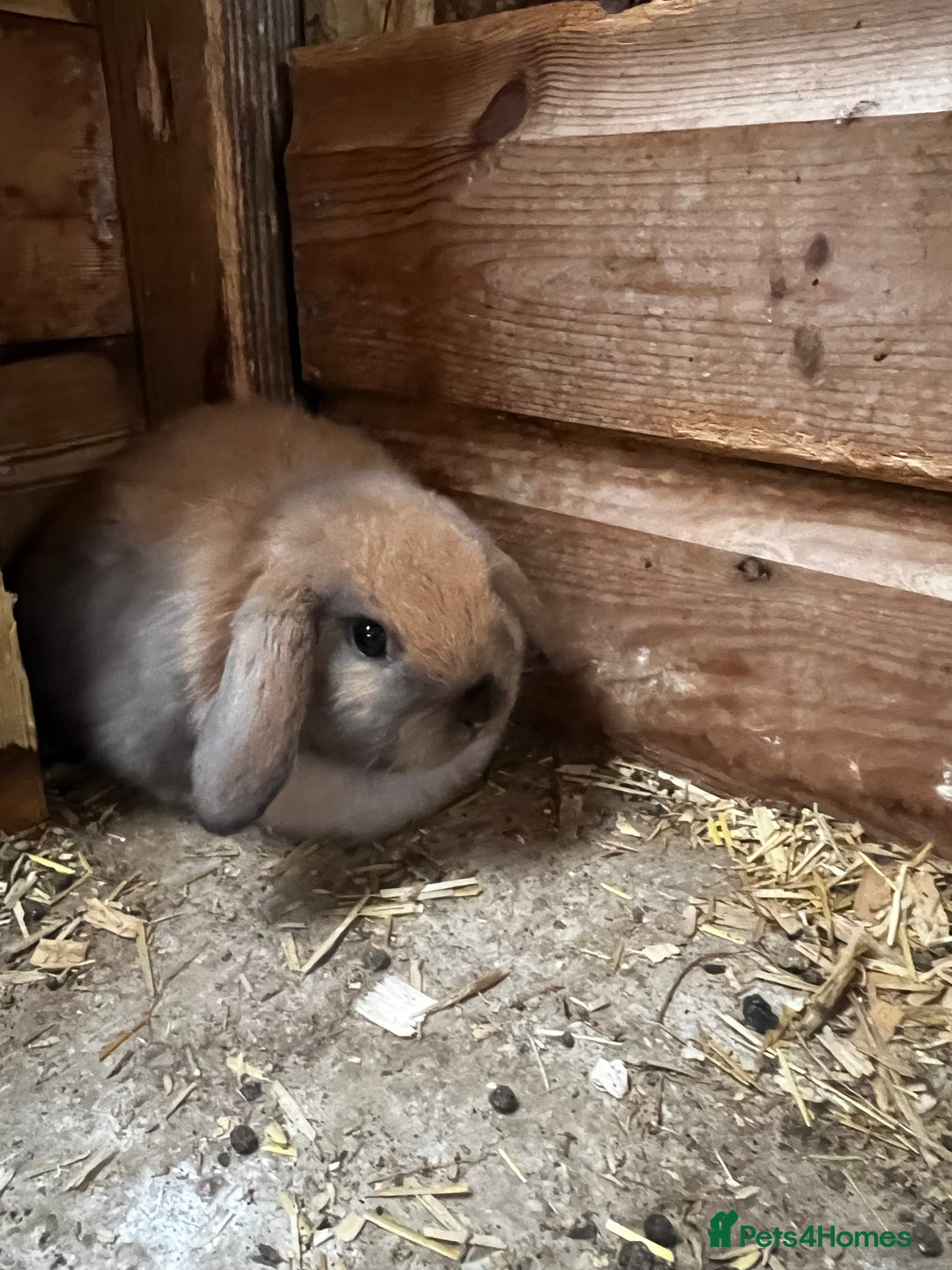 Mini Lop rabbits for sale: Baby mini lops  - Image 2