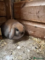 Mini Lop rabbits - Advert 8