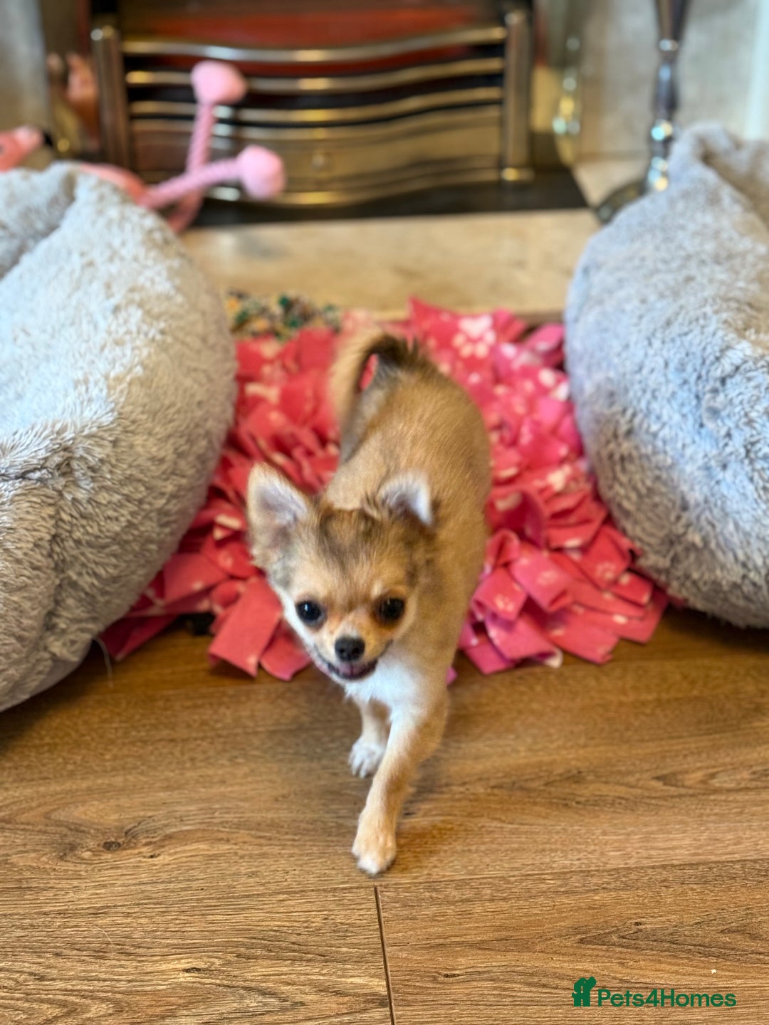 Chihuahua dogs for sale: Last show quality KC long coat Boy  - Advert 33