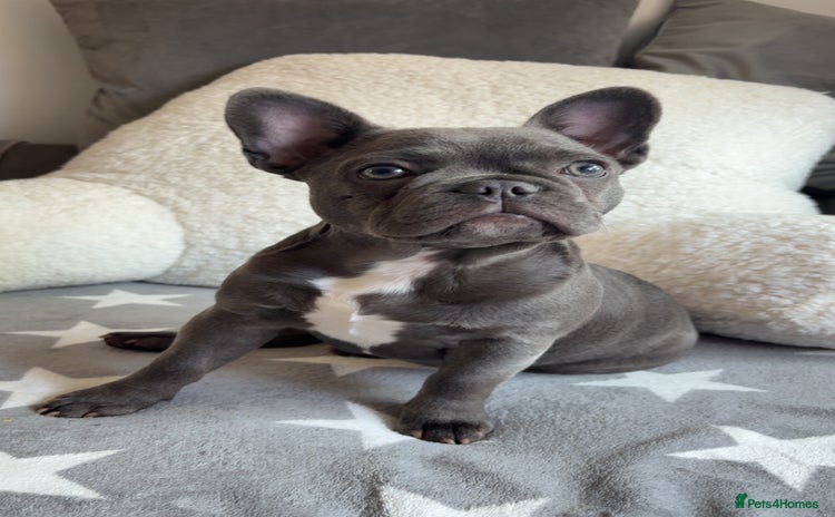 French Bulldog dogs - Advert 2