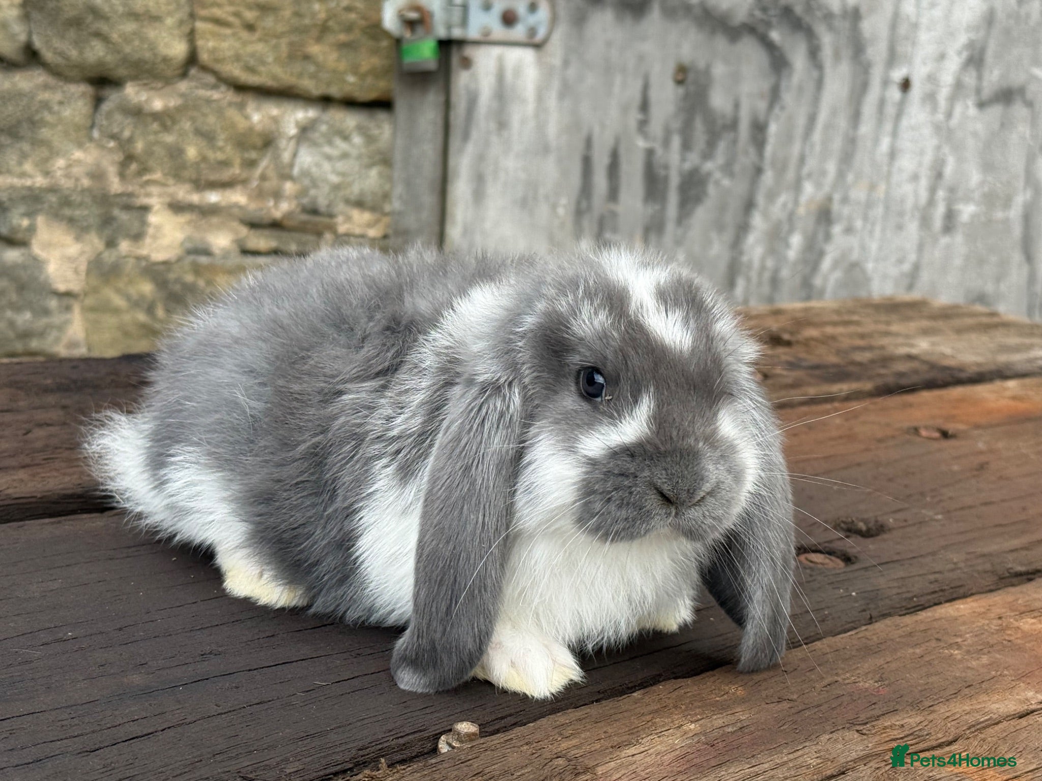 French Lop rabbits Stunning xl French lops  - Advert 1