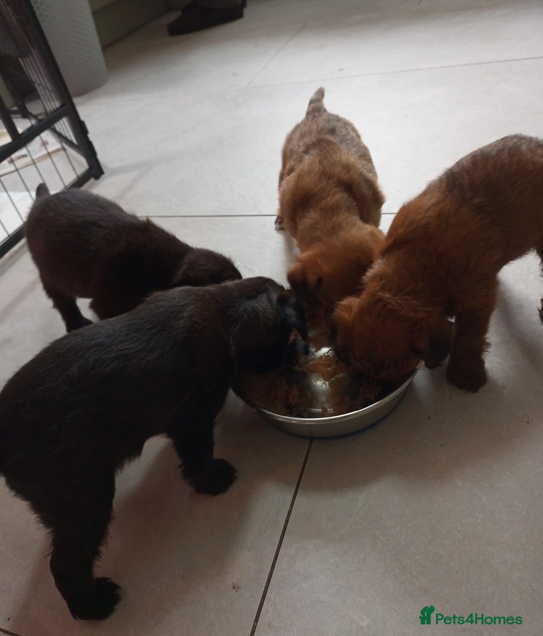 Mixed Breed dogs for sale: Border Terrier cross Cockapoo  - Advert 1
