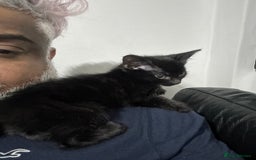 Mixed Breed cats for sale: Mixed-breed kittens looking for loving homes - Image 2