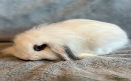 Lionhead rabbits for sale: Lion head Bunnys  - Image 4