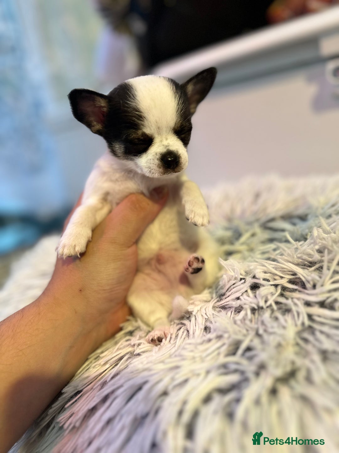 Chihuahua dogs for sale: Chihuahua  - Image 3