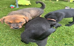 Mixed Breed dogs for sale: Rottweiler/cane corso puppies - Image 4