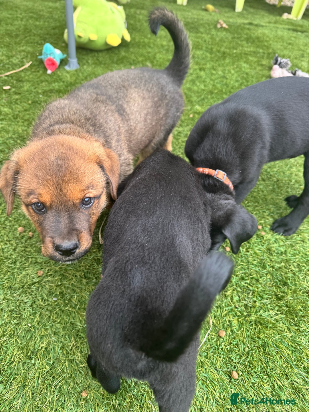 Mixed Breed dogs for sale: Rottweiler/cane corso puppies - Image 4